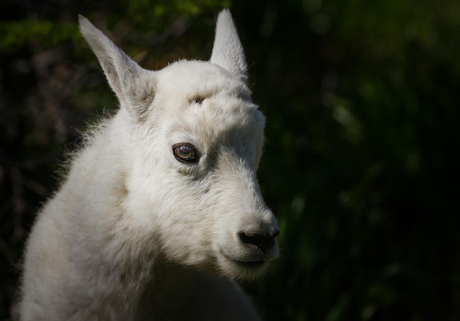 Mountain Goat Kid Portrait Photograph by Rikk Flohr