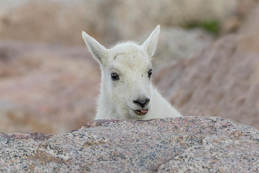 Mountain Goat Kid Sticks Its Tongue Out Photograph by Tony Hake