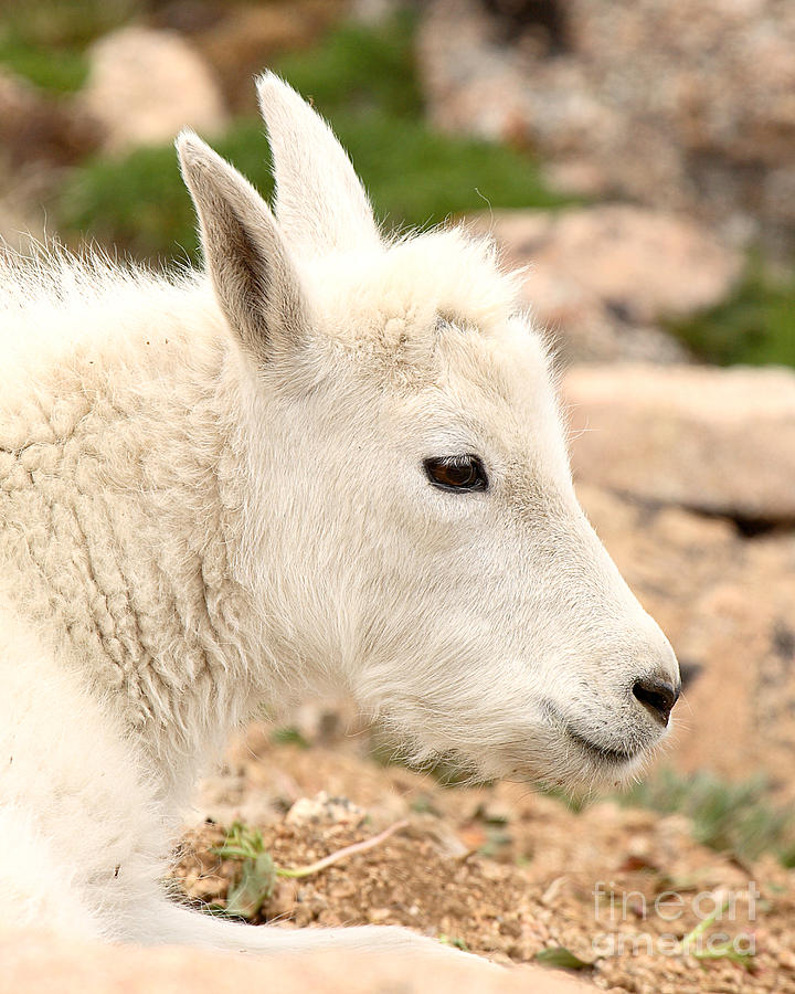Nature Photograph - Mountain Goat Kid With Peaceful Gaze by Max Allen