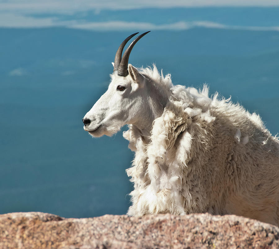 Mountain Goat King of Mount Evans Photograph by Harry Strharsky