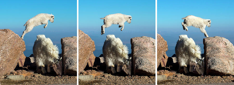 Mountain Goat leap-frog triptych Photograph by Judi Dressler