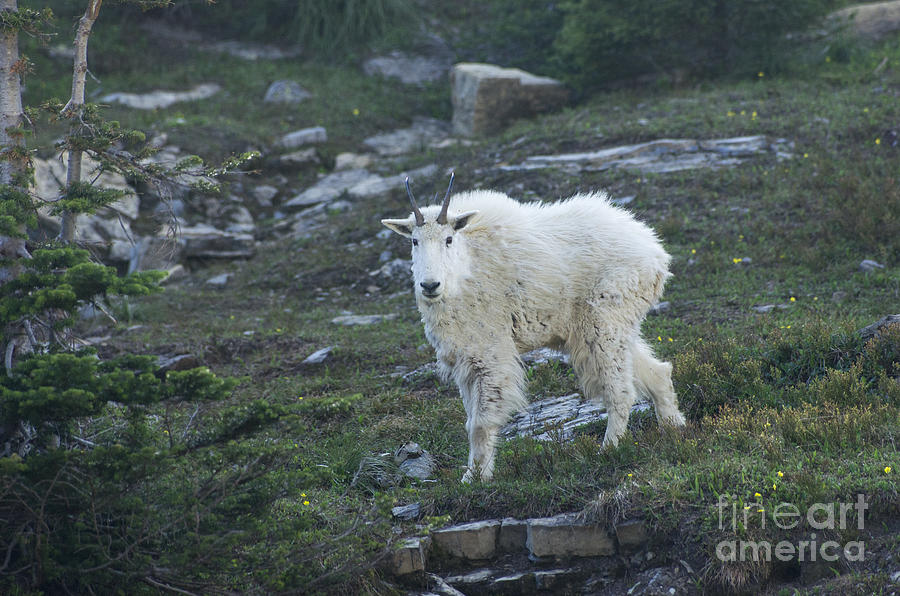 Mountain Goat Photograph by Louise Magno