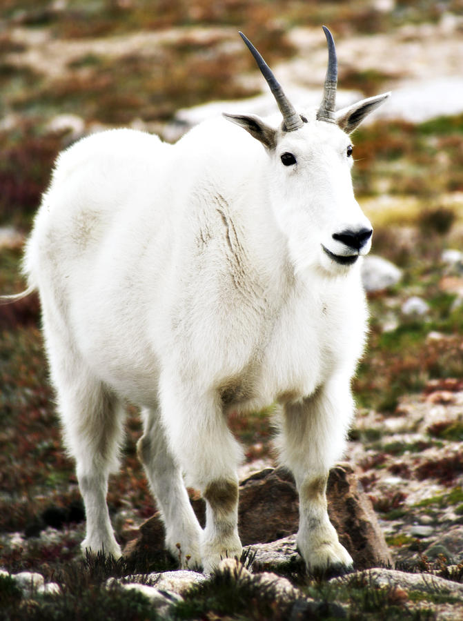 Mountain Goat Photograph by Marilyn Hunt