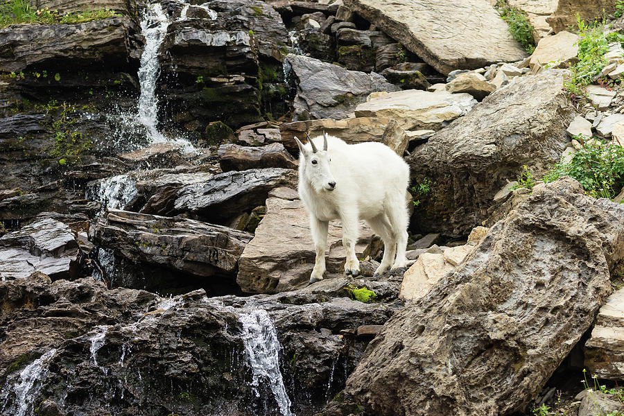 Mountain Goat Photograph by Mark Little