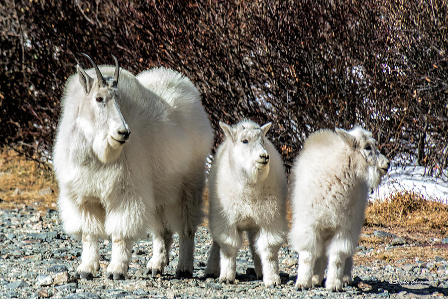 Mountain Goat Mom and Kids Photograph by Stephen Johnson