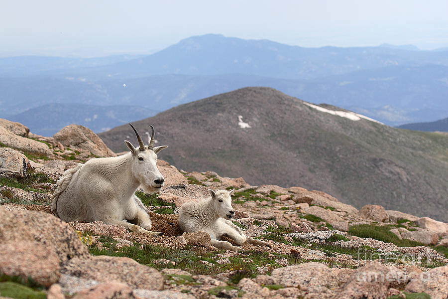 Mountain Goat Mother And Kid In Mountain Home Photograph by Max Allen
