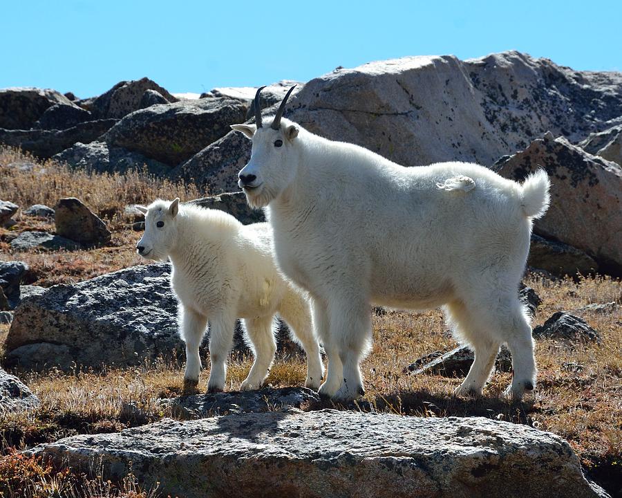 Mountain Goat Mother and Kid Photograph by Tranquil Light Photography