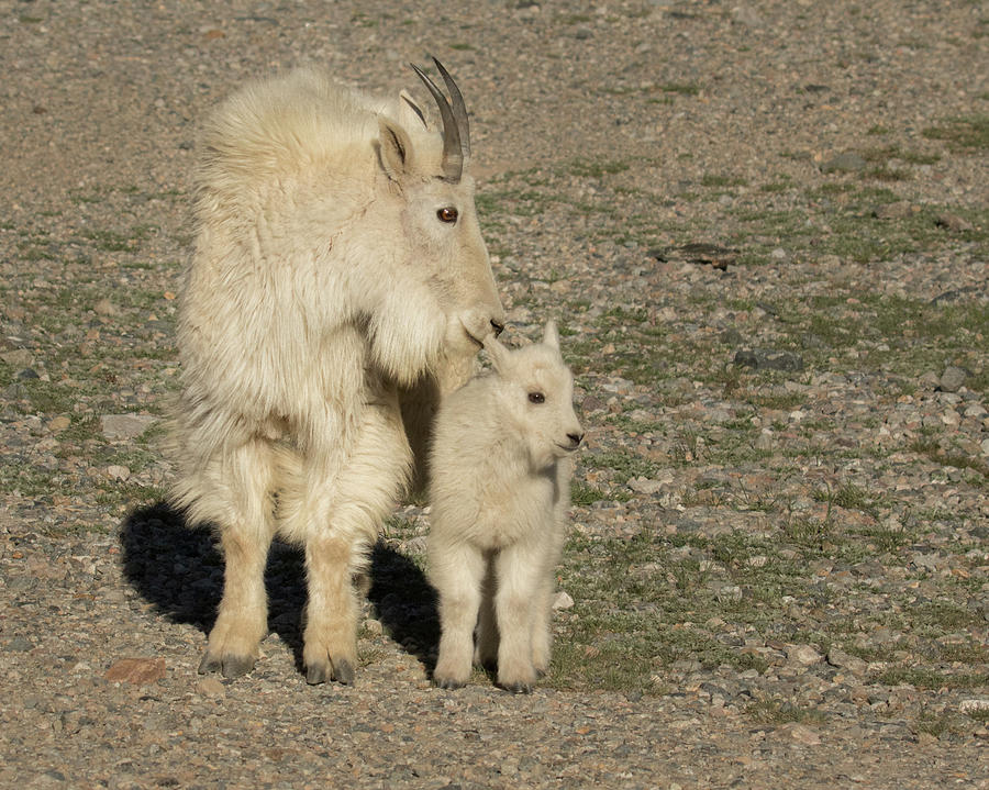 Mountain Goat Nanny and Kid Photograph by Lois Lake