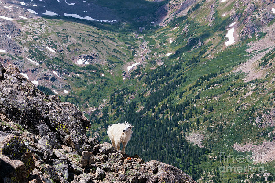 Mountain Goat on a Ledge Photograph by Steven Krull
