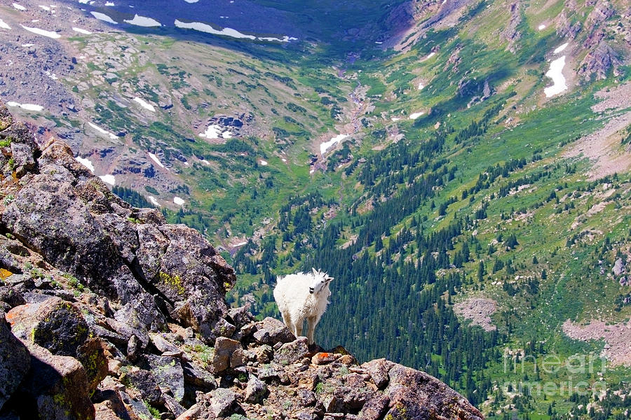 Mountain Goat On Cliff Photograph