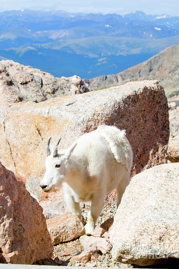 Mountain Goat On Mount Evans Photograph