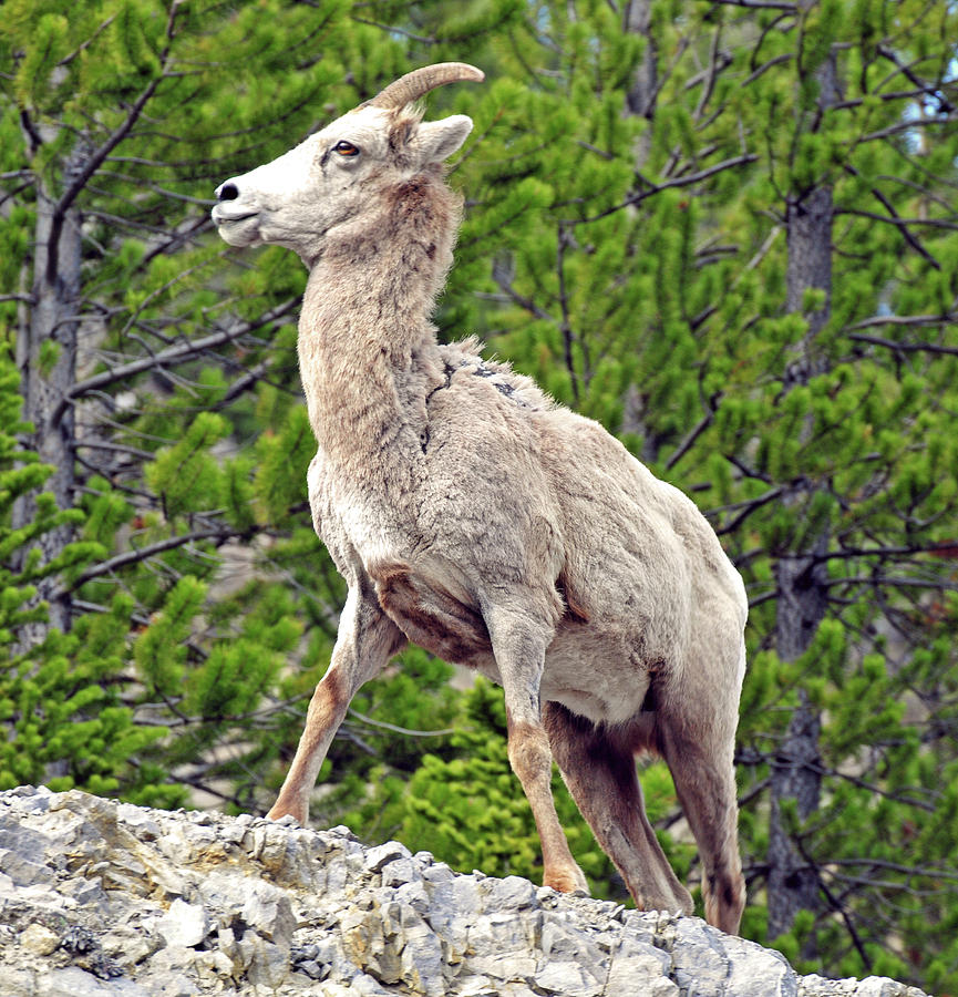 Mountain Goat on Rock Photograph by Michelle Halsey