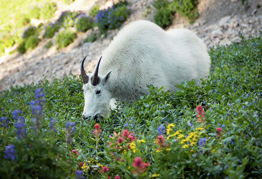 Wildlife Photograph - Mountain goat on Timp by Wasatch Light