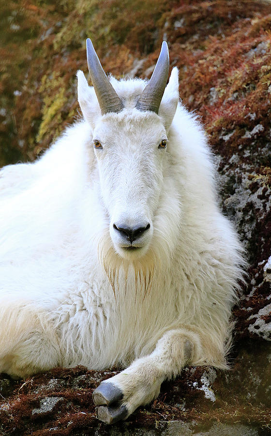 Mountain Goat Pose Photograph by Steve McKinzie