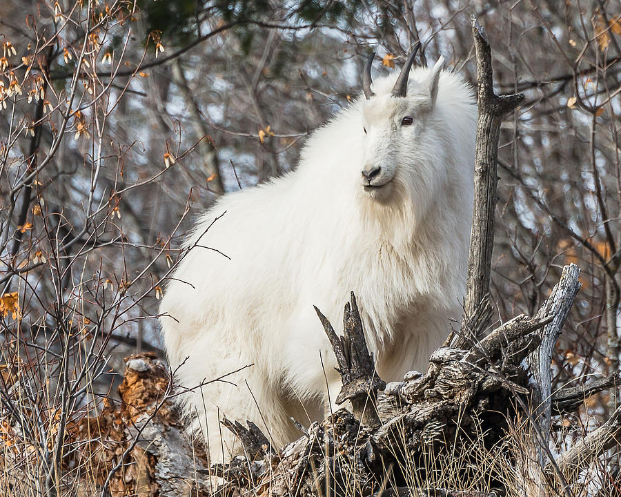 Mountain Goat Pride Photograph by Yeates Photography