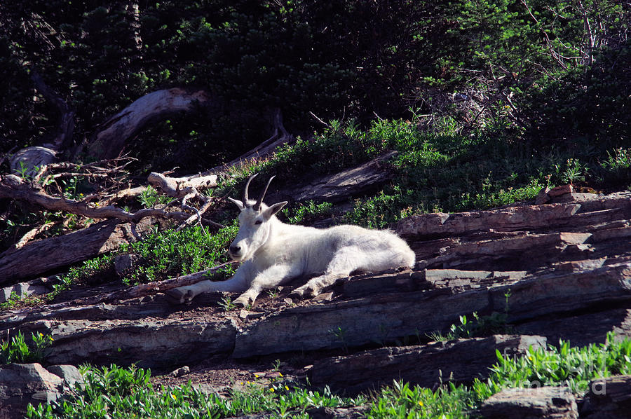 Animal Photograph - Mountain goat resting by Jeff Swan