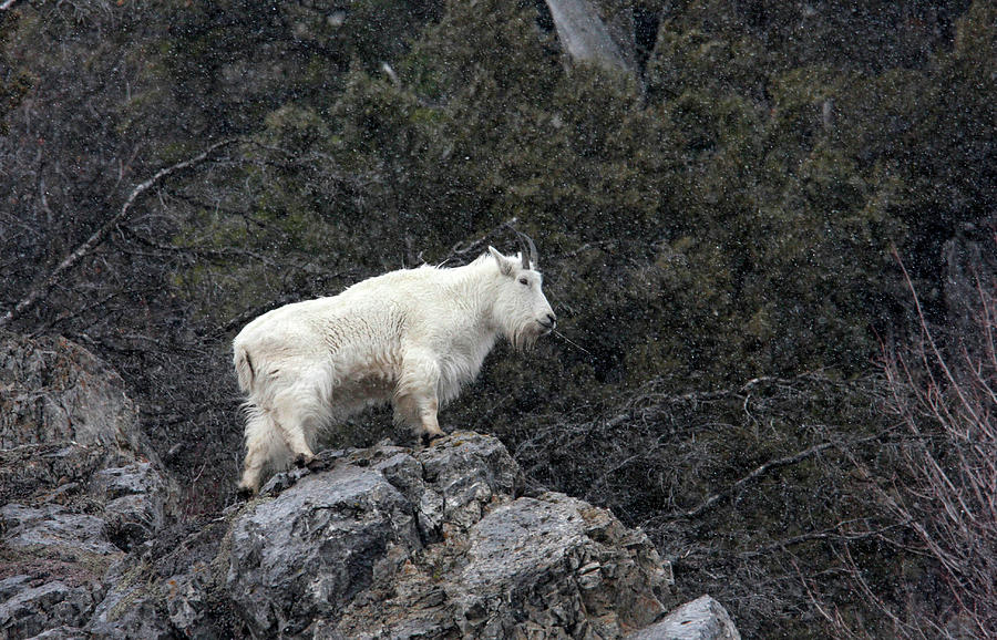 Mountain Goat Photograph by Ronnie And Frances Howard