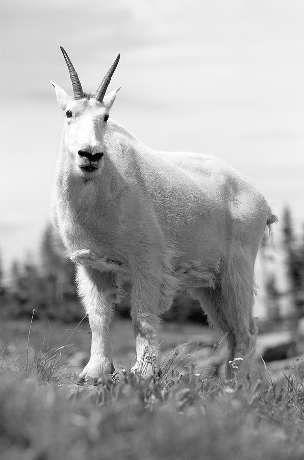 Mountain Goat Photograph by Sebastian Musial