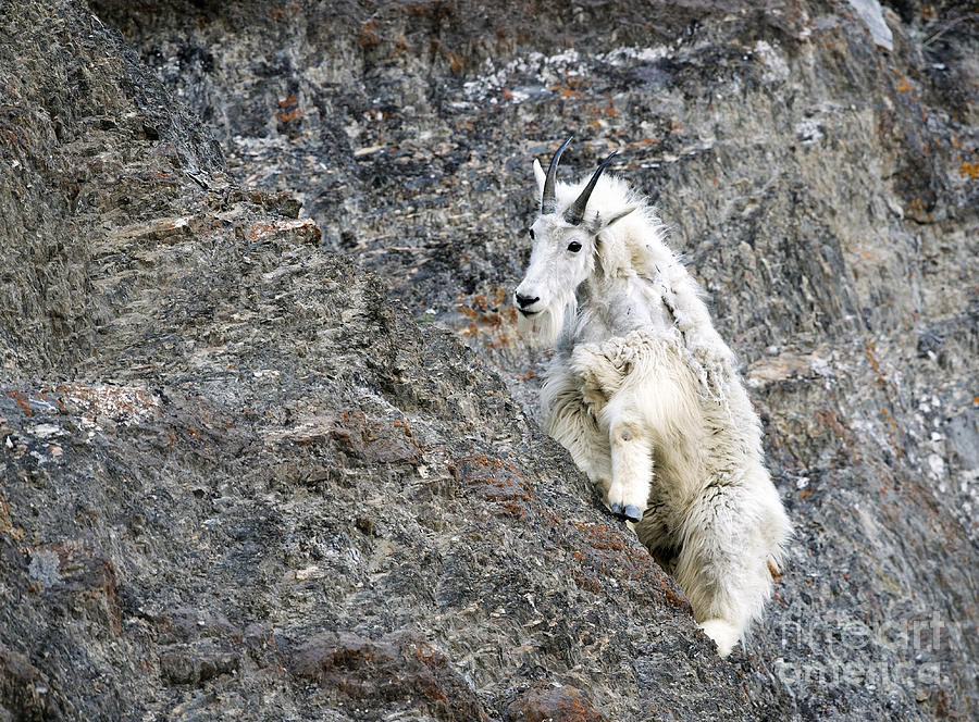 Mountain Goat Photograph by Shannon Carson