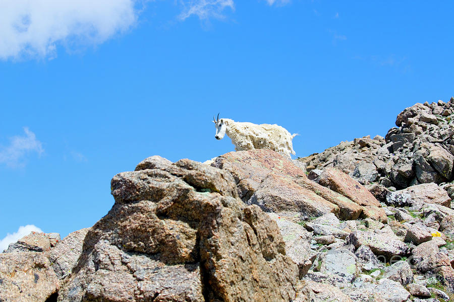 Mountain Goat Standing On Mount Massive Summit Photograph