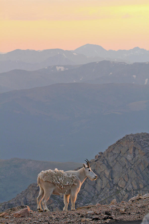 Mountain Goat Sunset Photograph by Scott Mahon
