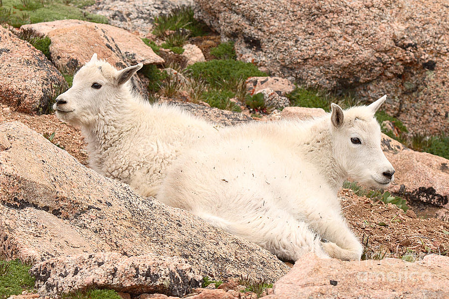 Mountain Goat Twins Photograph by Max Allen