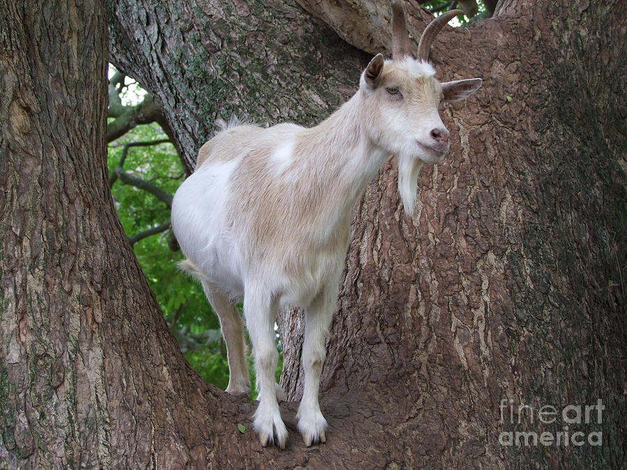 Mountain Goat up a Tree Photograph by Mary Deal