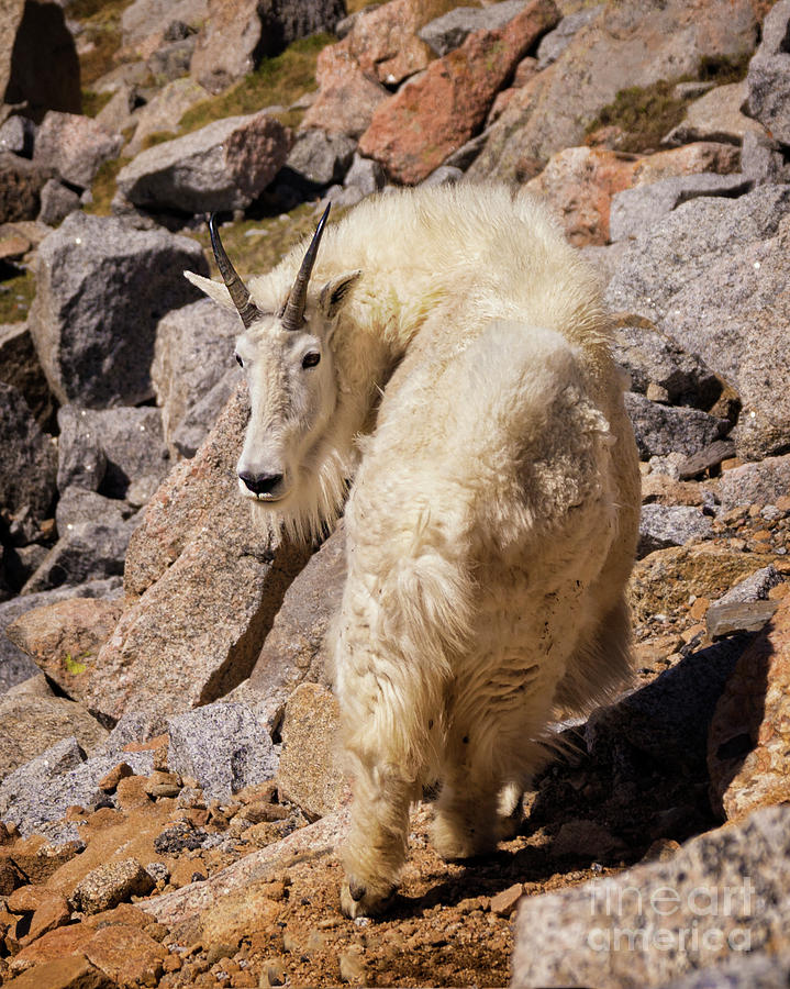Mountain Goat Watching Its Kid Photograph by Priscilla Burgers