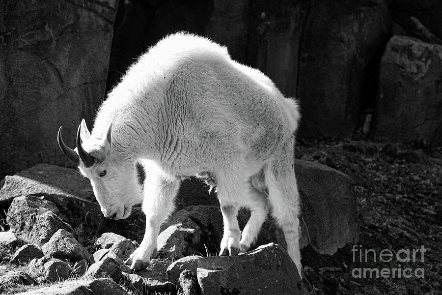 Mountain Goat White  Photograph by Chuck Kuhn