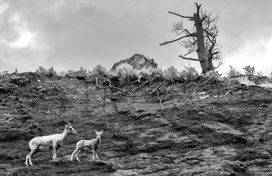 Mountain goat with a kid for a walk by Alex Galkin Mountain goat with a kid for a walk by Alex Galkin