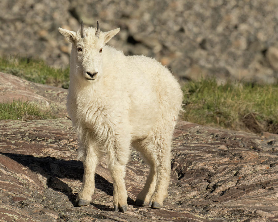 Mountain Goat Yearling Photograph by Lois Lake