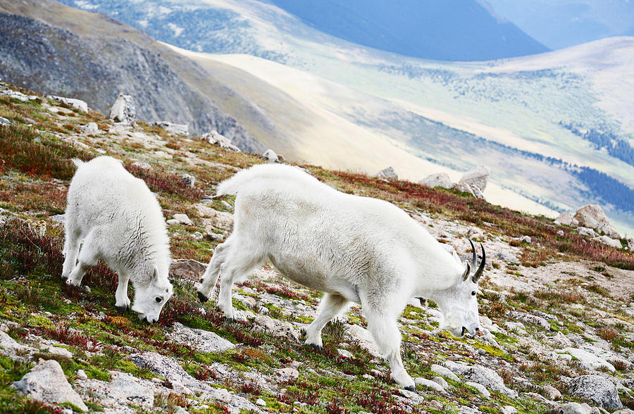 Mountain Photograph - Mountain Goats 1 by Marilyn Hunt