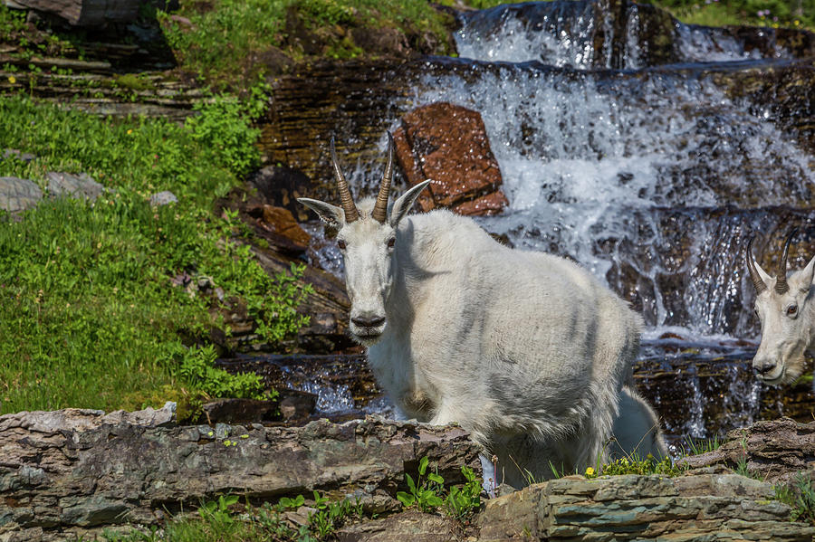 Mountain Goats 1667 Photograph By Wild Montana Images Fine Art America