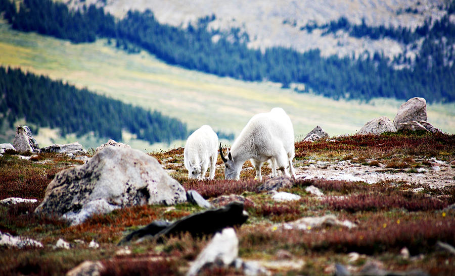 Mountain Goats 2 Photograph by Marilyn Hunt