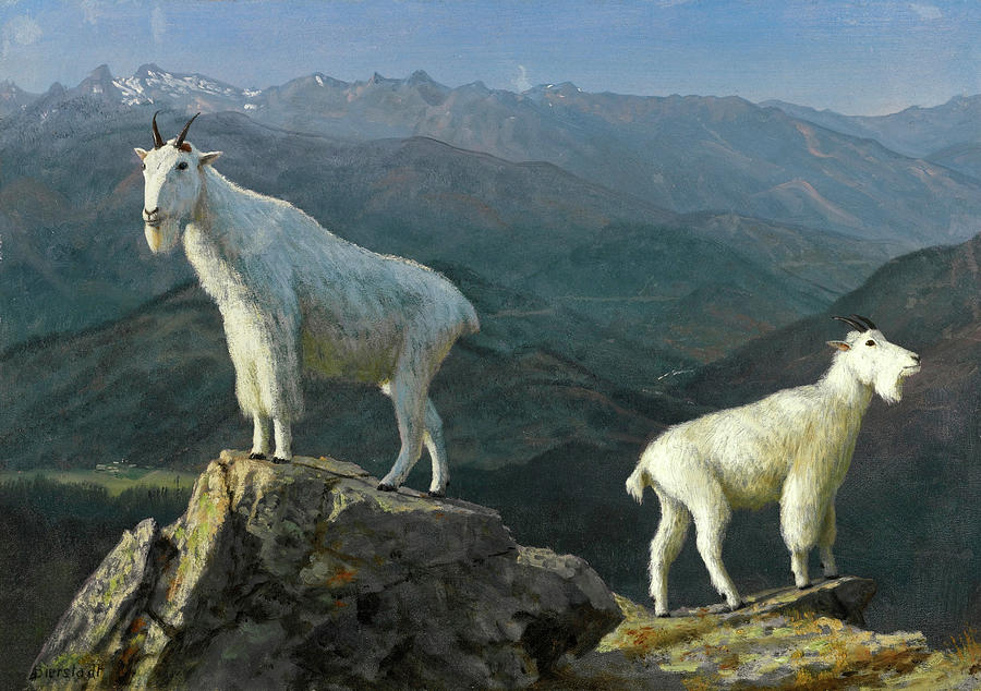 Albert Bierstadt  Painting - Mountain Goats by Albert Bierstadt