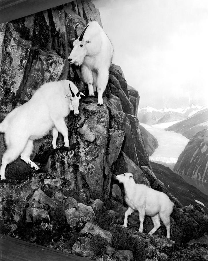 Mountain Goats Photograph by Granger