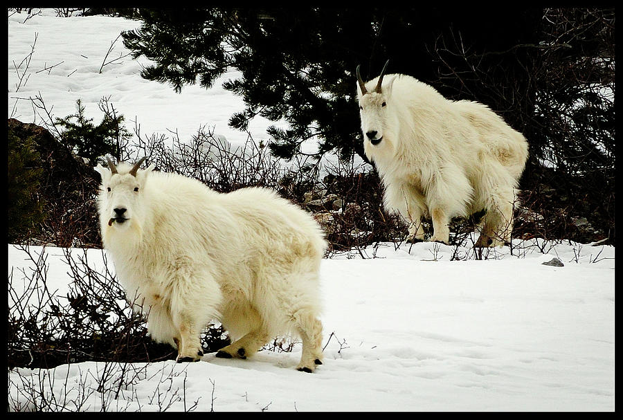 Mountain Goats Photograph by Greg Norrell