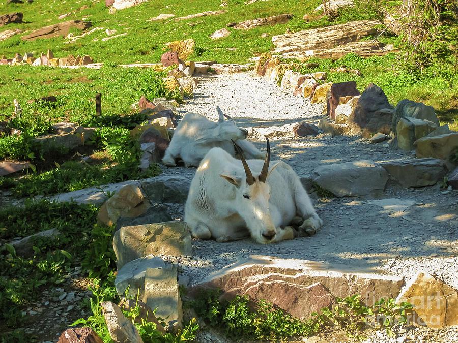 Mountain goats in Glacier National Park Photograph by Benny Marty