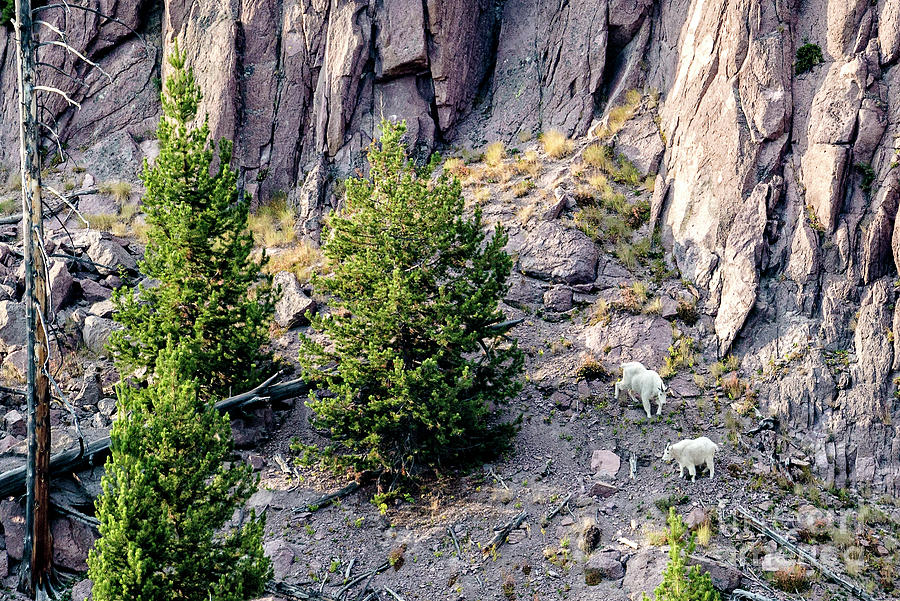Mountain goats in Yellowstone Photograph by Rodney Cammauf