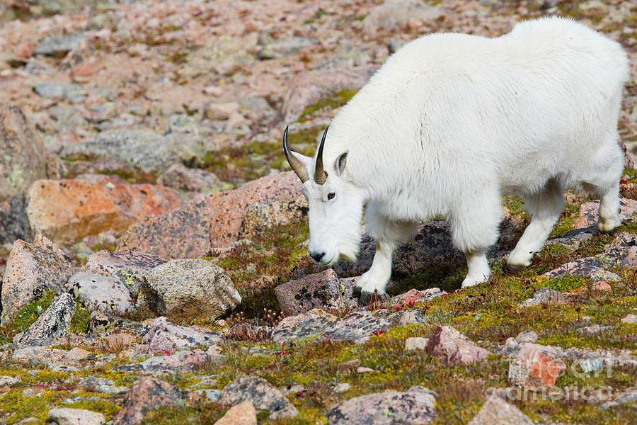 Mountain Goats on Mount Bierstadt in the Arapahoe National Fores Photograph by Steven Krull