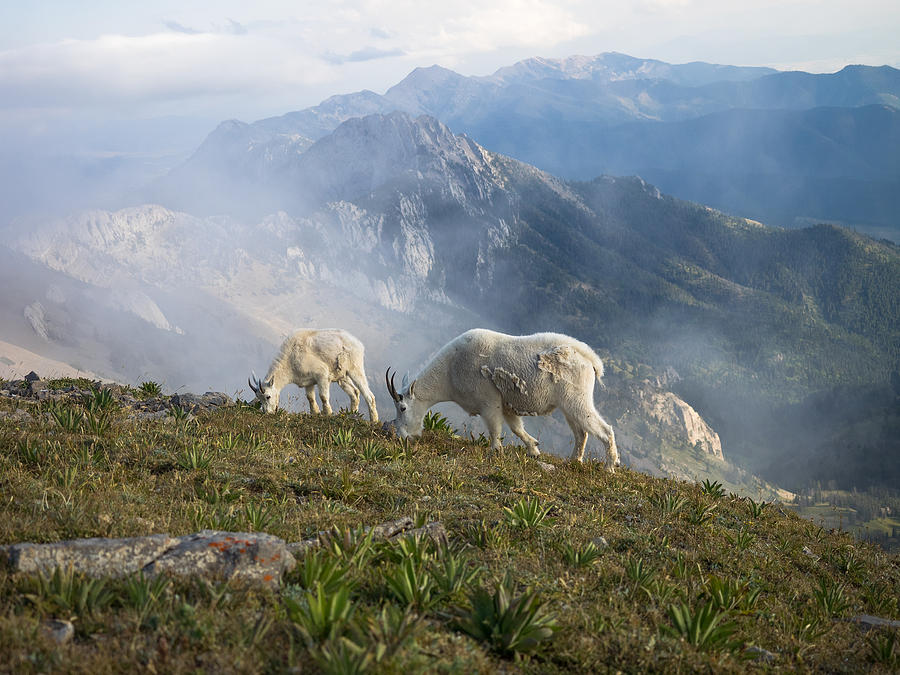 Wildlife Photograph - Mountain Goats on Sacajawea Peak by Dwayne Parton
