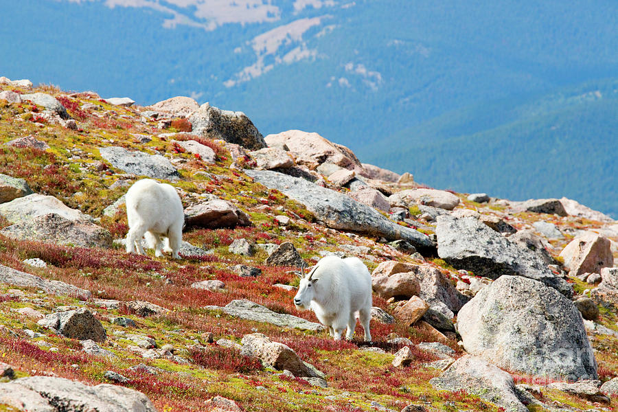 Mountain Goats on Tundra on Mount Bierstadt Colorado Photograph by Steven Krull