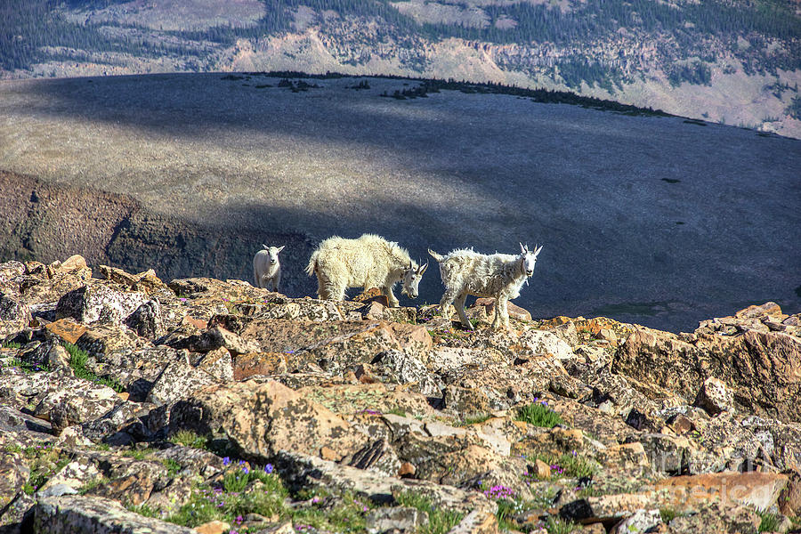 Mountain Goats Photograph by Spencer Baugh