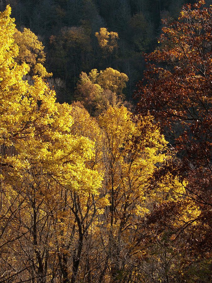 Mountain Gold Photograph by Ron Plasencia - Fine Art America