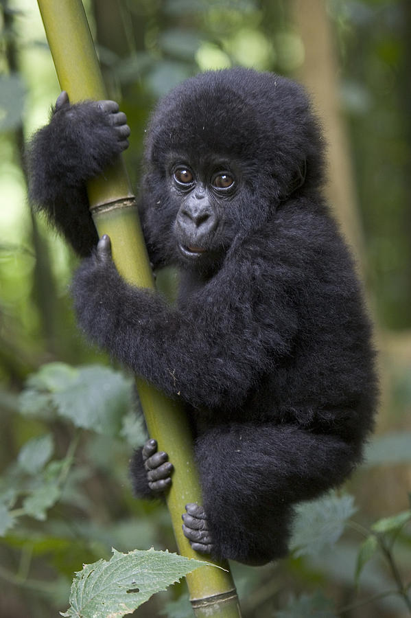 Mountain Gorilla Infant Rwanda Photograph by Suzi Eszterhas