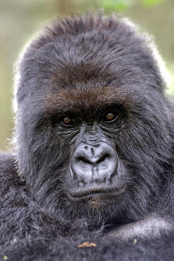 Nature Photograph - Mountain Gorilla Male by Tony Camacho