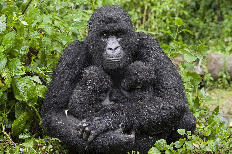 Mountain Gorilla Mother Holding 5 Month Photograph by Suzi Eszterhas