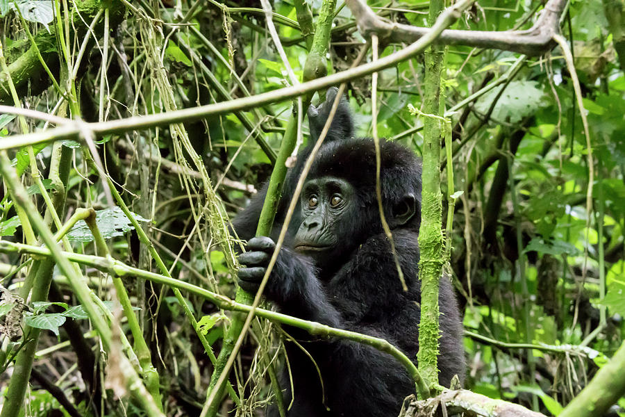 Mountain gorilla youth, Bwindi Impenetrable Forest National Park Photograph by Karen Foley