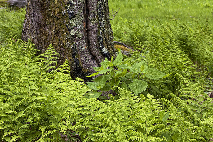 Mountain Green Ferns Photograph by Ken Barrett