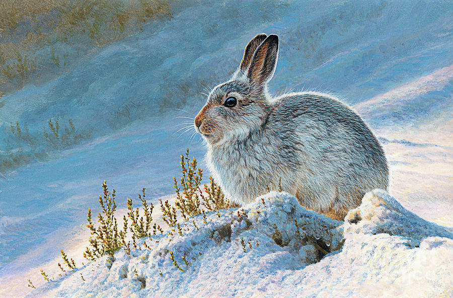 Animal Photograph - Mountain Hare by Andrew Hutchinson